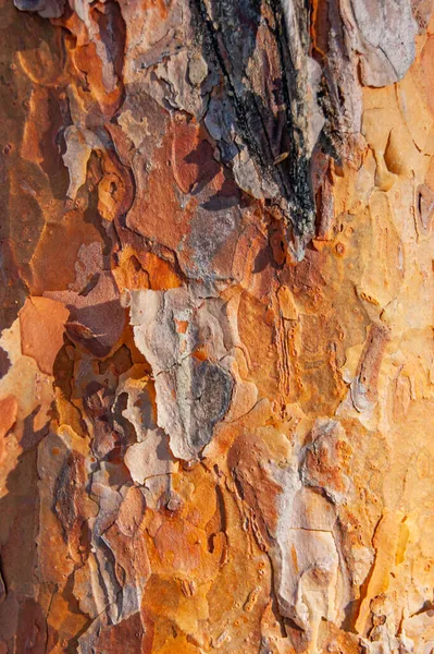 나무껍질 아름다운 동물은 형태를 만듭니다 — 스톡 사진