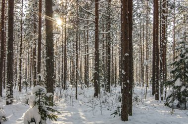 Kış ormanı Ormanda karla kaplı bir ağaç. Kalın ve yoğun kış örtüsü. Bir sürü ağaç ve dal.