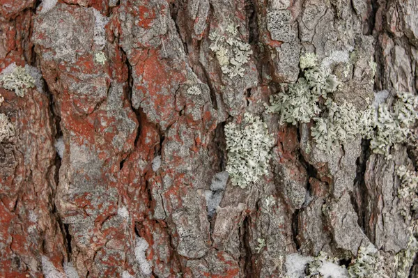 나무껍질 아름다운 동물은 형태를 만듭니다 — 스톡 사진
