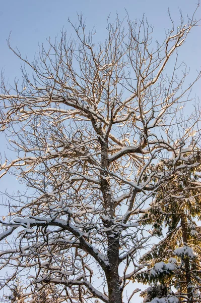 冬天的森林 森林里一棵被雪覆盖的树 浓密厚重的冬衣 很多树和树枝 — 图库照片