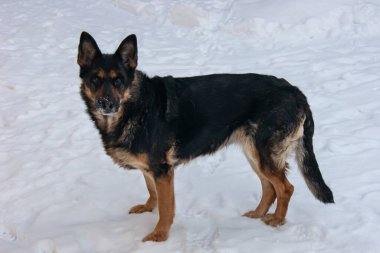 Alman kurdu kışı ve karı çok sever. Kar altında mutlu ve güzel bir köpek.