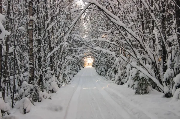 Camino Nieve Través Del Bosque Invierno Pasar Por Denso Bosque — Foto de Stock