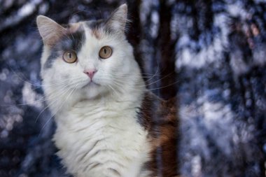 Kedi pencereden dışarı bakıyor. Pencerenin yansımasında bir kış ormanı var. Evde güzel bir kedi doğayı izliyor..