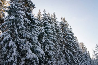 Kış ormanı Ormanda karla kaplı bir ağaç. Kalın ve yoğun kış örtüsü. Bir sürü ağaç ve dal.