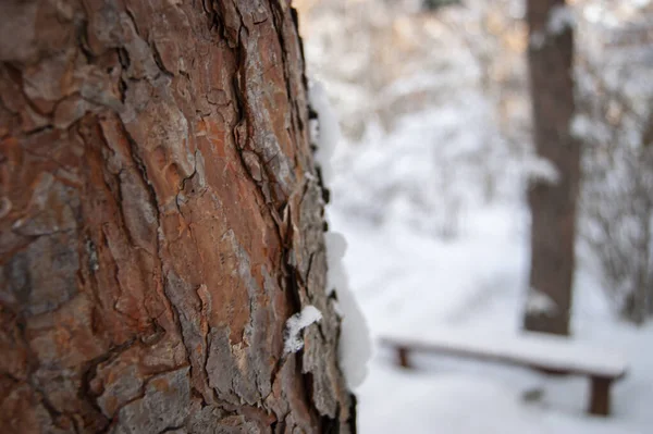 雪树树皮 漂亮的质感野生动物创造了最好的形式 冬季森林 — 图库照片
