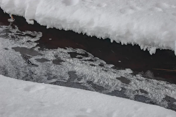 Unfrozen River Winter Forest Winter Forest Living Water Breaks Snow — Stock Photo, Image