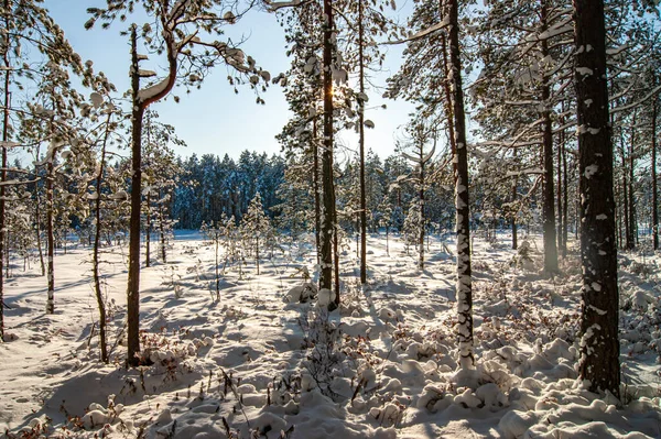 Bosque Invierno Árbol Cubierto Nieve Bosque Cubierta Gruesa Densa Invierno — Foto de Stock