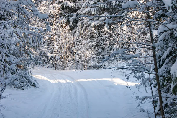 Camino Nieve Través Del Bosque Invierno Pasar Por Denso Bosque — Foto de Stock