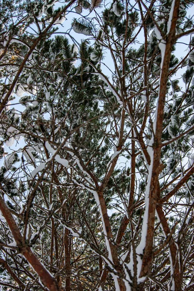 冬の森 森の中に雪に覆われた木 厚く密度の高い冬のカバー たくさんの木や枝 — ストック写真