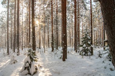 Kış ormanı Ormanda karla kaplı bir ağaç. Kalın ve yoğun kış örtüsü. Bir sürü ağaç ve dal.
