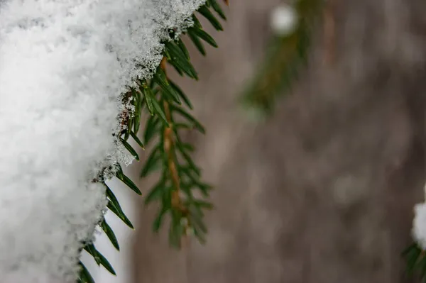 冬日云杉的枝条 冬天森林里的松针 野生动物 绿色穿过灰色和寒冷的冬天 — 图库照片