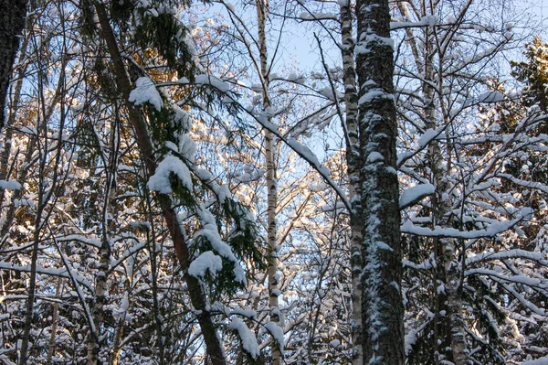 Zimowy Las Ośnieżone Drzewo Lesie Gruba Gęsta Pokrywa Zimowa Mnóstwo — Zdjęcie stockowe