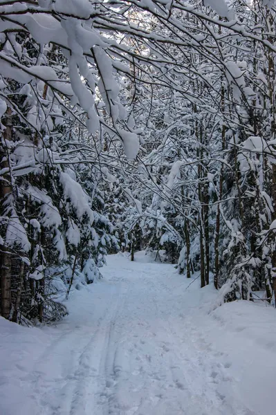 Camino Nieve Través Del Bosque Invierno Pasar Por Denso Bosque — Foto de Stock