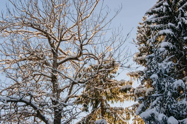 冬天的森林 森林里一棵被雪覆盖的树 浓密厚重的冬衣 很多树和树枝 — 图库照片