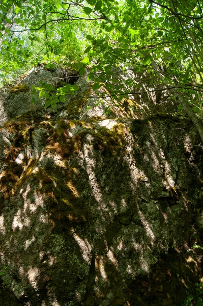 Βράχος Καλυμμένος Βρύα Και Λειχήνες Στη Σκιά Μικρών Δέντρων Περπάτα — Φωτογραφία Αρχείου