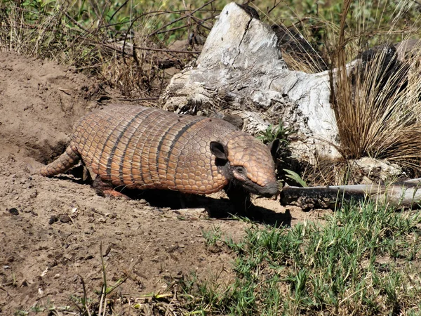 Armadillo. — Fotografia de Stock