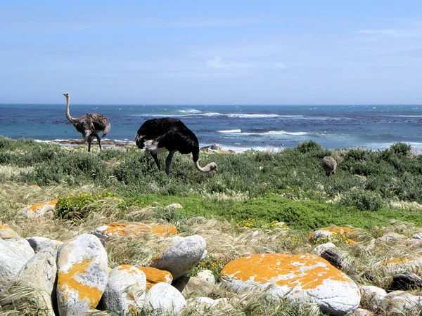 Ostrich Family — Stock Photo, Image