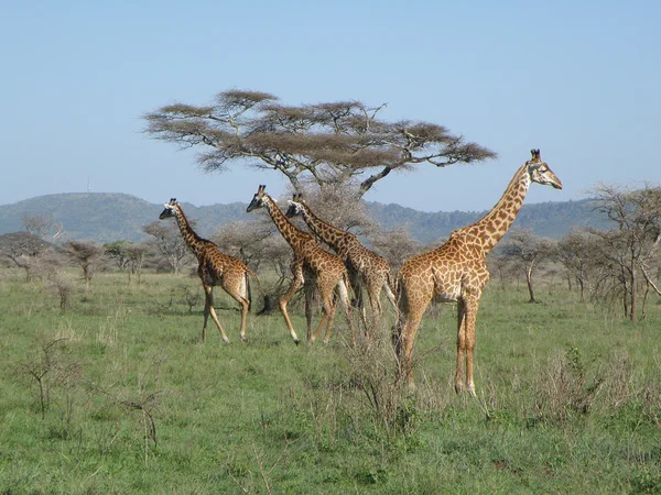 Žirafa — Stock fotografie