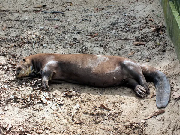 079 Giant Otter, Bosque da Ciencia (03.10.12) — Stock Photo, Image
