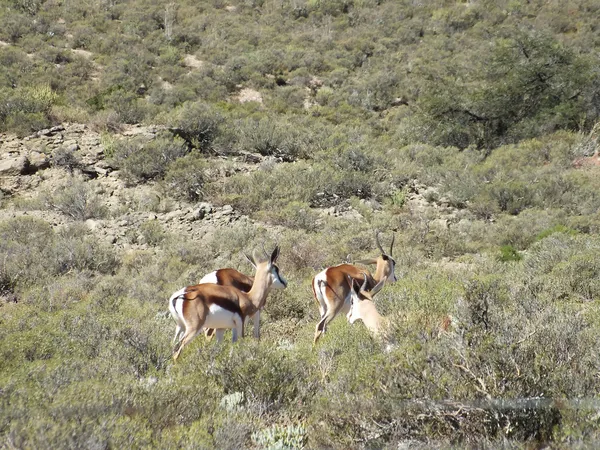 Springbok. —  Fotos de Stock