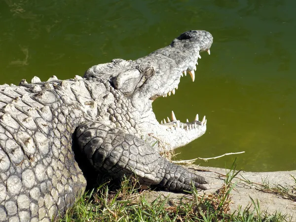 Crocodile du Nil (Crocodylus niloticus) ) — Photo