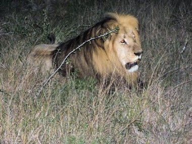 gece oyun sürücü sırasında görülen aslan