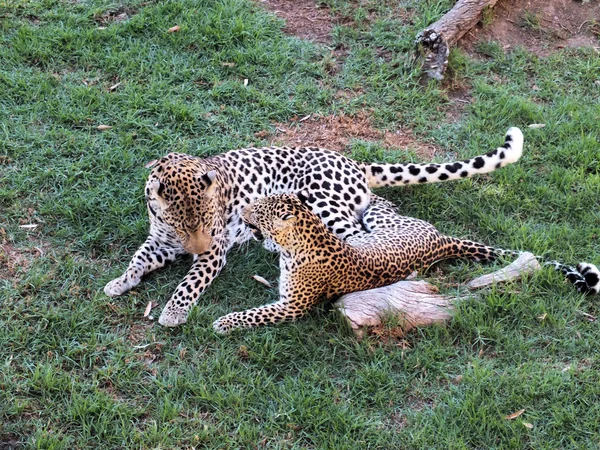 Afrikaanse luipaarden — Stockfoto
