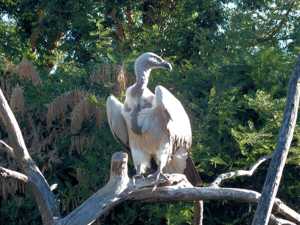 Cape Vulture