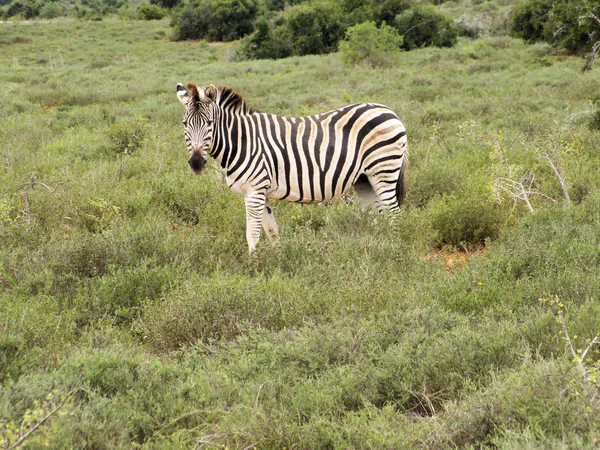 Zebra — Stock fotografie