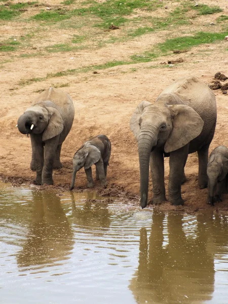 Elephant family taking a drink — Stock Photo, Image