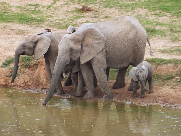 Elephant family at a waterhole — Stock Photo, Image