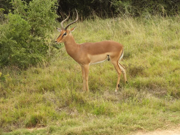 Mężczyzna impala — Zdjęcie stockowe