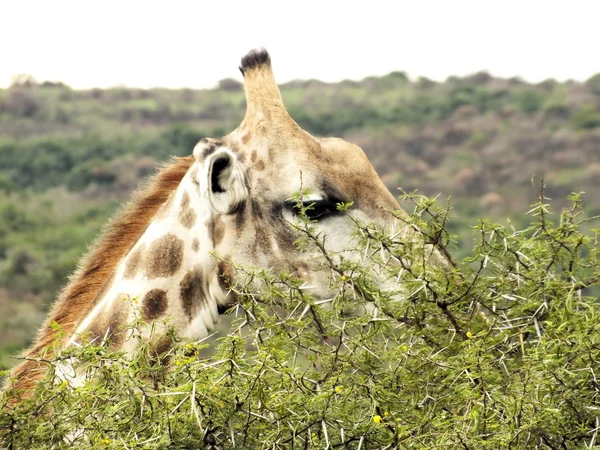 Giraffe eating an acacia tree — Stock Photo, Image