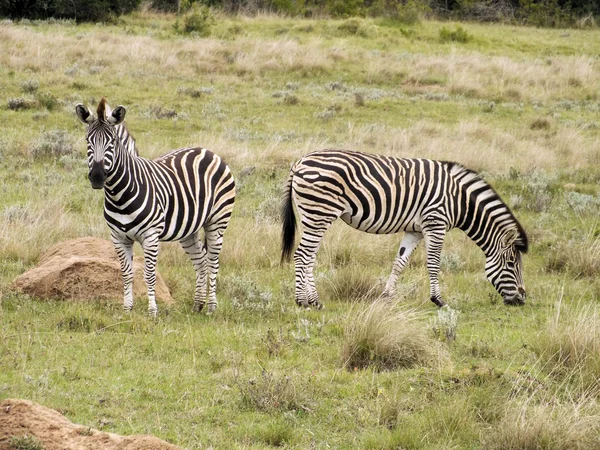 Zebra çifti — Stok fotoğraf