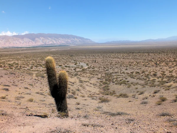 Parque Nacional Los Cardones — Stock Photo, Image