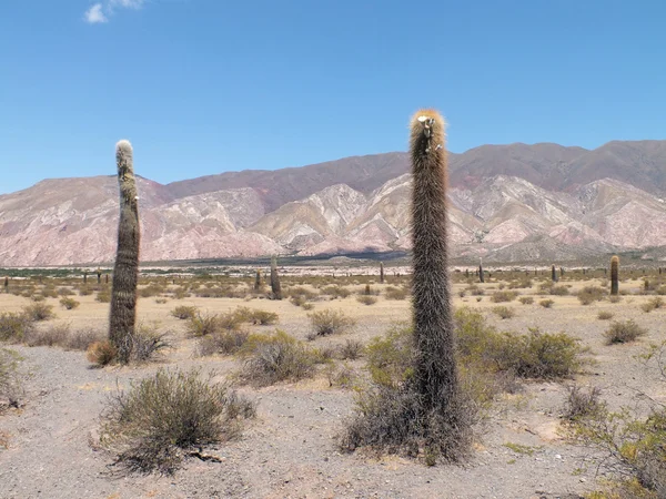 Los Cardones rest area — Stock Photo, Image