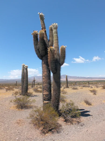 Echinopsis atacamensis cactus — Stock Photo, Image