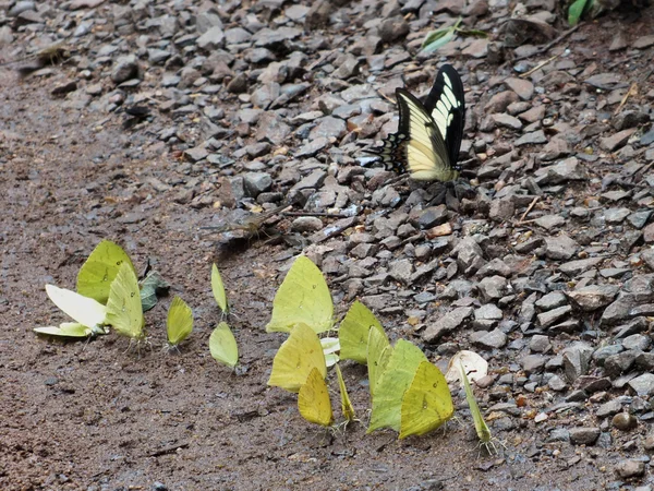 Groep van Pieridae, de witjes vlinders — Stockfoto