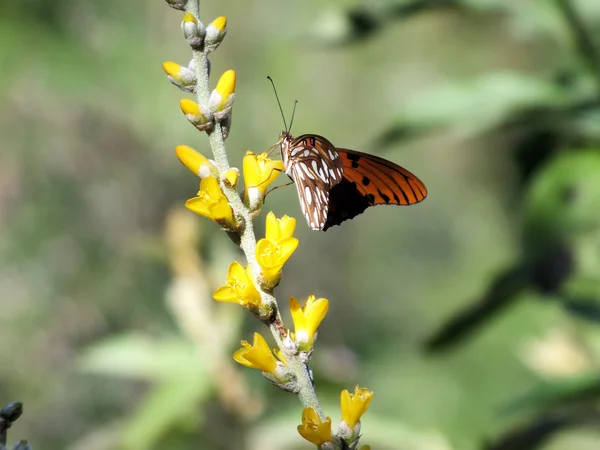 Zblízka motýl. — Stock fotografie