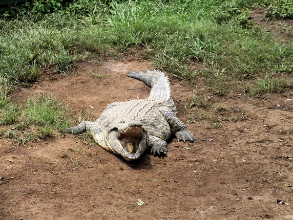 Nijlkrokodil (Crocodylus niloticus) — Stockfoto