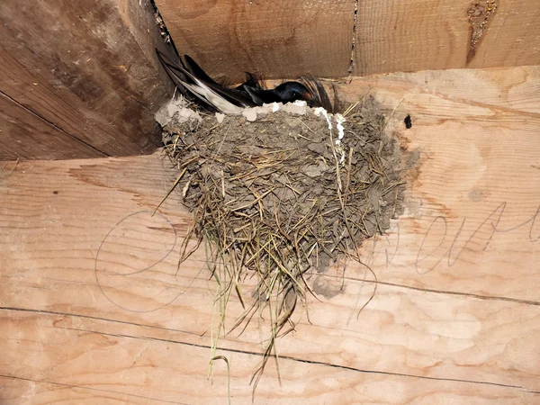 Barn Swallow (hirundo rustica)) 图库图片