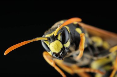 Siyah arka planda antenli eşek arısı kafası