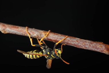 Beyaz arka planda bir çubuğa asılmış eşekarısı