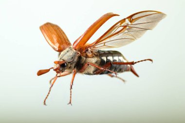 Beyaz arkaplandaki Mayıs Hatası