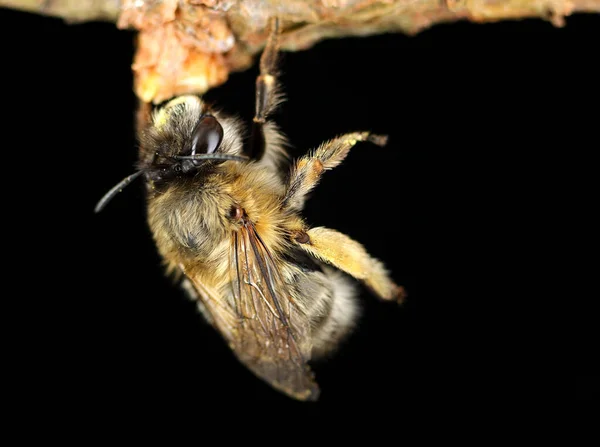 Пчела Зацепившаяся Палку Черном Фоне — стоковое фото