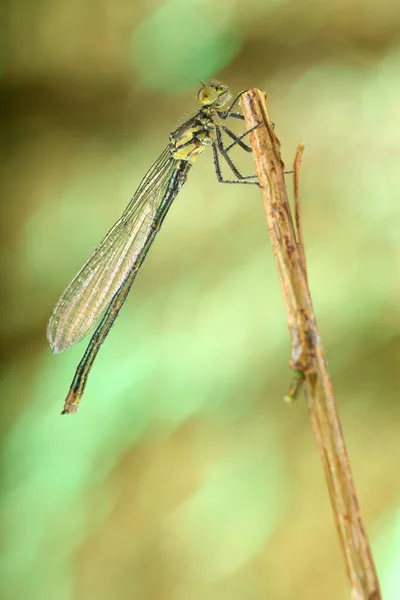 Green Dragonfly Stick Light Background — Stock Photo, Image