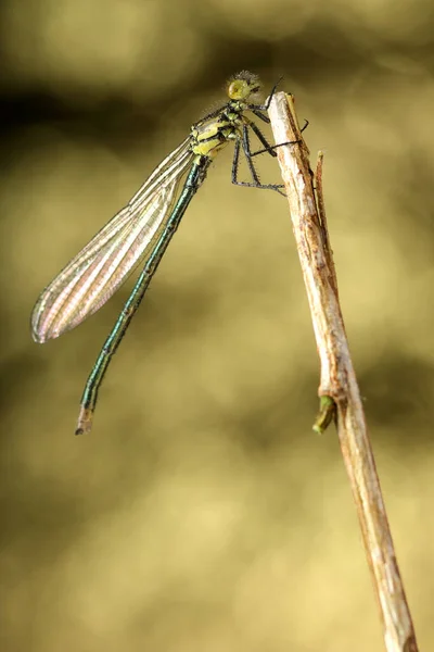 Grüne Libelle Auf Einem Stock Und Hellem Hintergrund — Stockfoto