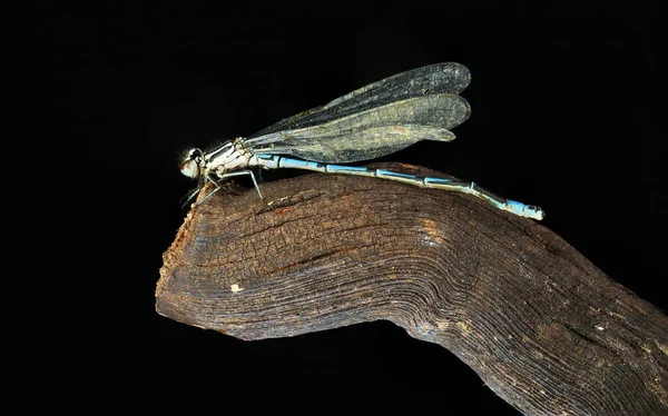 Blaue Libelle Auf Einem Stock Und Schwarzem Hintergrund — Stockfoto