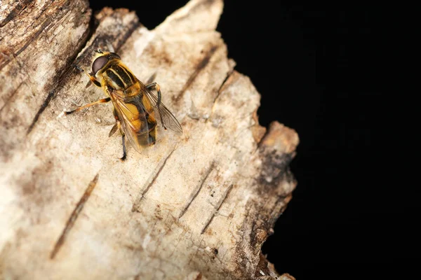 Hoverfly Björk Bark Och Svart Bakgrund — Stockfoto