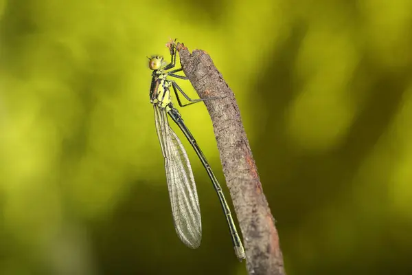 Junge Libelle Senkrecht Auf Einem Stock Und Vor Grünem Hintergrund — Stockfoto